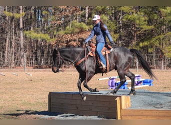 American Quarter Horse, Castrone, 4 Anni, 152 cm, Roano blu