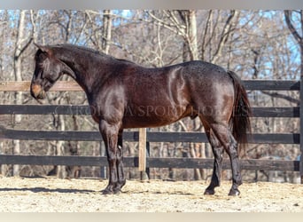 American Quarter Horse, Castrone, 4 Anni, 152 cm, Roano blu