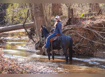 American Quarter Horse, Castrone, 4 Anni, 152 cm, Roano blu