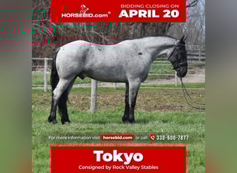 American Quarter Horse Mix, Castrone, 4 Anni, 152 cm, Roano blu