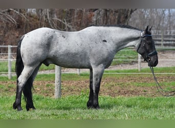 American Quarter Horse Mix, Castrone, 4 Anni, 152 cm, Roano blu