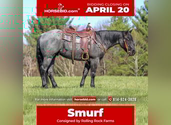 American Quarter Horse, Castrone, 4 Anni, 152 cm, Roano blu