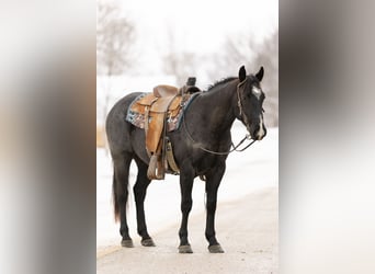 American Quarter Horse, Castrone, 4 Anni, 152 cm, Roano blu