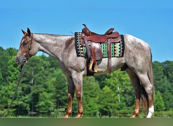 American Quarter Horse, Castrone, 4 Anni, 152 cm, Roano rosso