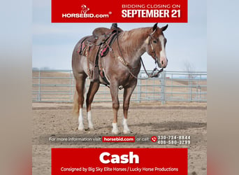American Quarter Horse, Castrone, 4 Anni, 152 cm, Roano rosso