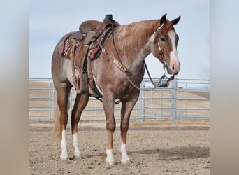 American Quarter Horse, Castrone, 4 Anni, 152 cm, Roano rosso