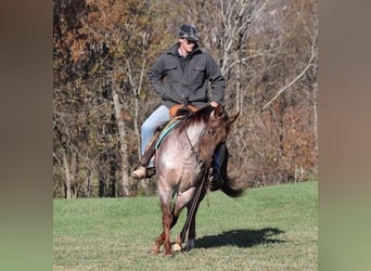 American Quarter Horse, Castrone, 4 Anni, 152 cm, Roano rosso