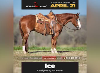American Quarter Horse, Castrone, 4 Anni, 152 cm, Sauro ciliegia