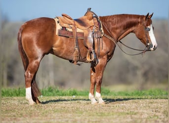 American Quarter Horse, Castrone, 4 Anni, 152 cm, Sauro ciliegia