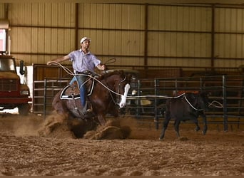 American Quarter Horse, Castrone, 4 Anni, 152 cm, Sauro ciliegia