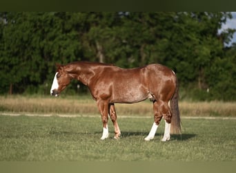 American Quarter Horse, Castrone, 4 Anni, 152 cm, Sauro ciliegia