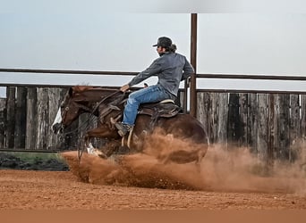 American Quarter Horse, Castrone, 4 Anni, 152 cm, Sauro ciliegia