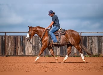 American Quarter Horse, Castrone, 4 Anni, 152 cm, Sauro ciliegia