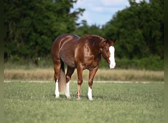 American Quarter Horse, Castrone, 4 Anni, 152 cm, Sauro ciliegia