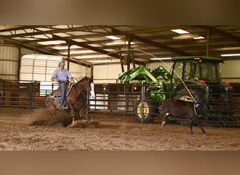 American Quarter Horse, Castrone, 4 Anni, 152 cm, Sauro ciliegia