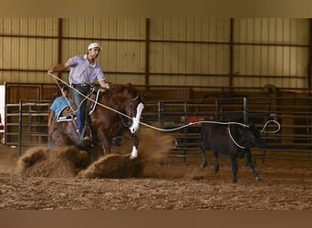 American Quarter Horse, Castrone, 4 Anni, 152 cm, Sauro ciliegia