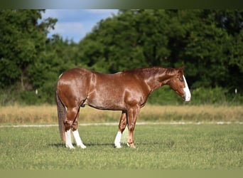 American Quarter Horse, Castrone, 4 Anni, 152 cm, Sauro ciliegia