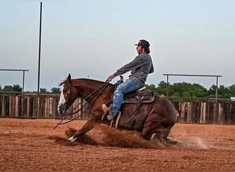 American Quarter Horse, Castrone, 4 Anni, 152 cm, Sauro ciliegia