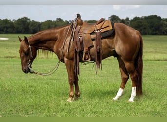 American Quarter Horse, Castrone, 4 Anni, 152 cm, Sauro ciliegia