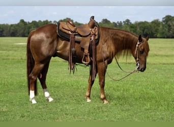 American Quarter Horse, Castrone, 4 Anni, 152 cm, Sauro ciliegia