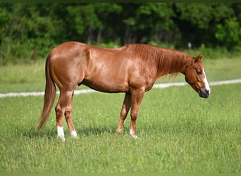 American Quarter Horse, Castrone, 4 Anni, 152 cm, Sauro ciliegia