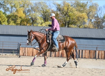 American Quarter Horse, Castrone, 4 Anni, 152 cm, Sauro ciliegia