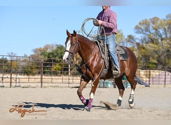 American Quarter Horse, Castrone, 4 Anni, 152 cm, Sauro ciliegia