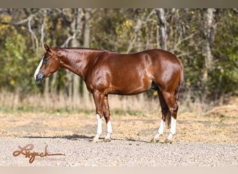 American Quarter Horse, Castrone, 4 Anni, 152 cm, Sauro ciliegia