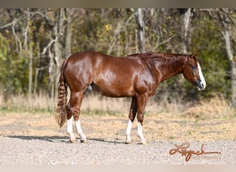 American Quarter Horse, Castrone, 4 Anni, 152 cm, Sauro ciliegia