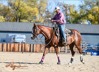 American Quarter Horse, Castrone, 4 Anni, 152 cm, Sauro ciliegia