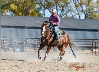 American Quarter Horse, Castrone, 4 Anni, 152 cm, Sauro ciliegia