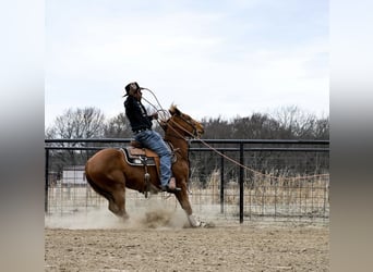 American Quarter Horse, Castrone, 4 Anni, 152 cm, Sauro ciliegia