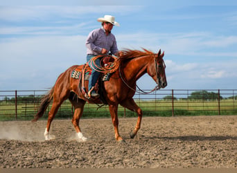 American Quarter Horse, Castrone, 4 Anni, 152 cm, Sauro ciliegia