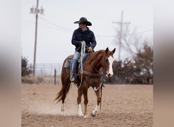 American Quarter Horse, Castrone, 4 Anni, 152 cm, Sauro ciliegia