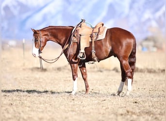 American Quarter Horse, Castrone, 4 Anni, 152 cm, Sauro ciliegia