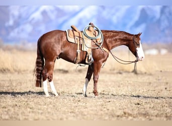 American Quarter Horse, Castrone, 4 Anni, 152 cm, Sauro ciliegia