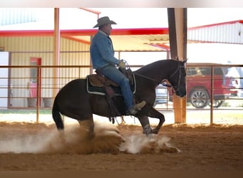 American Quarter Horse, Castrone, 4 Anni, 152 cm, Sauro ciliegia