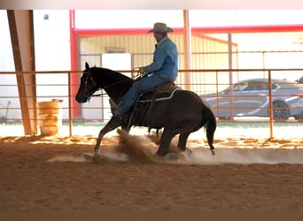 American Quarter Horse, Castrone, 4 Anni, 152 cm, Sauro ciliegia