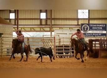 American Quarter Horse, Castrone, 4 Anni, 152 cm, Sauro ciliegia