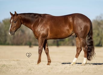 American Quarter Horse, Castrone, 4 Anni, 152 cm, Sauro ciliegia