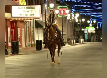 American Quarter Horse, Castrone, 4 Anni, 152 cm, Sauro ciliegia