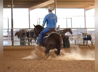 American Quarter Horse, Castrone, 4 Anni, 152 cm, Sauro ciliegia