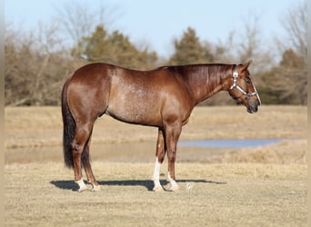American Quarter Horse, Castrone, 4 Anni, 152 cm, Sauro ciliegia