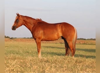 American Quarter Horse, Castrone, 4 Anni, 152 cm, Sauro ciliegia