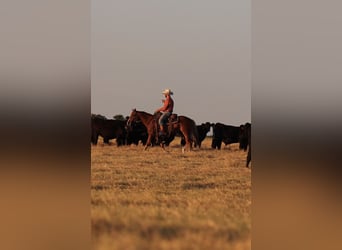 American Quarter Horse, Castrone, 4 Anni, 152 cm, Sauro ciliegia