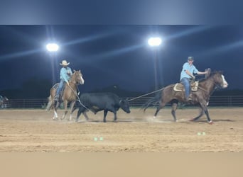 American Quarter Horse, Castrone, 4 Anni, 152 cm, Sauro ciliegia