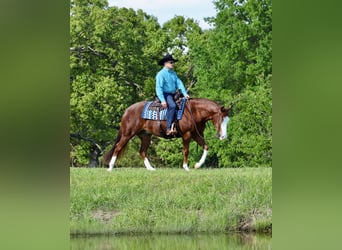 American Quarter Horse, Castrone, 4 Anni, 152 cm, Sauro ciliegia