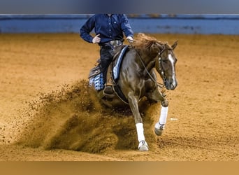 American Quarter Horse, Castrone, 4 Anni, 152 cm, Sauro ciliegia