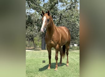 American Quarter Horse, Castrone, 4 Anni, 152 cm, Sauro scuro