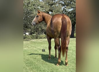 American Quarter Horse, Castrone, 4 Anni, 152 cm, Sauro scuro